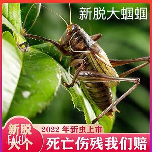 蝈蝈活新脱鸣虫蝈蝈笼子大号冬蝈蝈超大活体大肚子铁皮山青宠物活