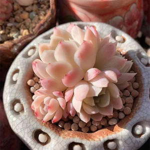 云南多肉 雨樱花 新品杂交多肉植物 布朗先生的古董店 一物一拍