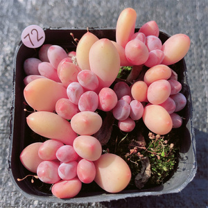 云南多肉相思豆多肉植物布朗先生的古董店青橙园艺趣味 一物一拍