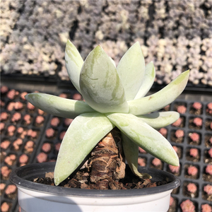 拇指仙女杯帕奇飞图