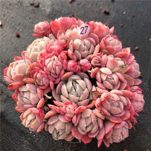 云南直发胭脂贝瑞多肉植物布朗先生的古董店青橙园艺趣味一物一拍