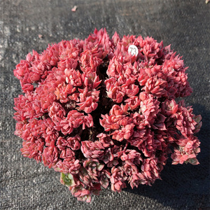 云南多肉 火焰杯缀化多肉植物布朗先生的古董店肉肉景天一物一拍