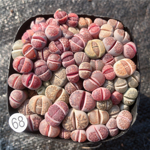 云南多肉 紫李夫人紫色生石花 多肉植物布朗先生的古董店一物一拍