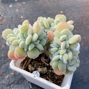 云南多肉 雪晃星 缀化多肉植物 布朗先生的古董店肉肉一物一拍