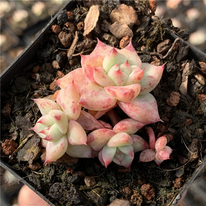 云南多肉 正版韩货白拉糖 多肉植物布朗先生的古董店 一物一拍