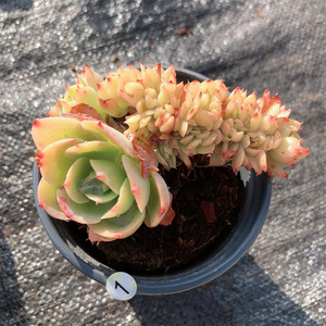 云南多肉 柠檬玫瑰缀化 多肉植物 布朗先生的古董店趣味 一物一拍