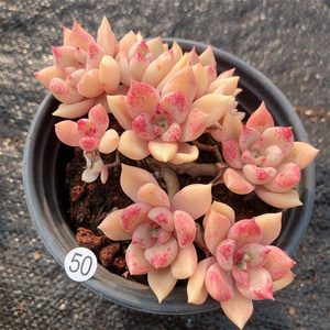 云南多肉璀璨多肉植物布朗先生的古董店青橙园艺趣味阳台一物一拍