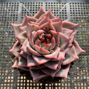 云南多肉 红龙 多肉植物布朗先生的多肉店青橙园艺趣味 一物一拍