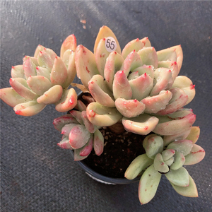 云南直发 奶油鳄梨 老桩多肉植物群生布朗先生的古董店 一物一拍