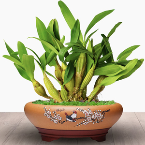 鼓槌石斛兰花丛苗鼓板可食用木桩盆栽花卉绿植棒槌附生根