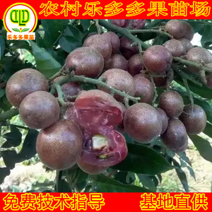 新品紫色肉黄皮果苗树四季当年栽甜酸优质常绿农林场盆景广西灵山