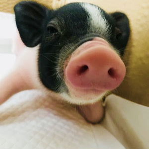 泰国小香猪宠物猪迷你猪长不大的小香猪活体