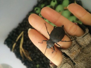 云南野生琵琶甲虫 高脚虫 臭壳子虫香姑娘虫臭婆娘虫干虫50克包邮