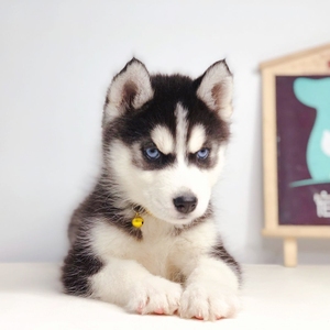 纯种哈士奇幼犬中型犬蓝眼哈士奇活体雪橇犬二哈狗活幼体宠物衣服