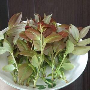 乌米叶子新鲜乌饭叶南烛树叶乌饭树叶乌树叶乌饭草乌米饭乌米粽带