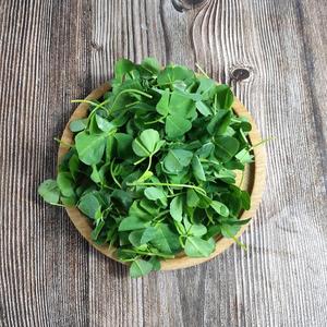 鲜草头2鲜斤 上海本新地农家三叶菜金菜dfq野菜新蔬菜本地花草头