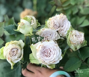 月季 欧月 甜点/沙漠玫瑰 日本切花月季【筑梦小花园】