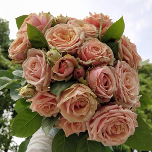 【筑梦小花园】月季欧月 浪漫伊甸园 多头灌木切花 耐开勤花抗病