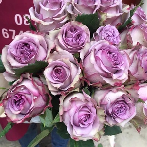 月季 多洛塔 多姿桃 dolcetto 紫色大花切花月季 【筑梦小花园】