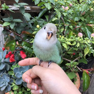 绿金顶蓝银墨银紫罗兰牡丹鹦鹉纯手养独立吃食60天左右