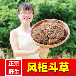 福建野生风鼓草250克包邮风谷草风骨草风柜斗草肉穗草槠头红草药