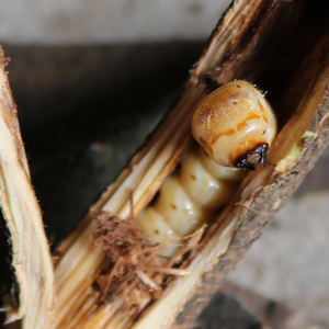 斗米虫野生云实蛀虫活体黄寮狼虫鸟不踏刺倒督黄狼虫营养滋补草本