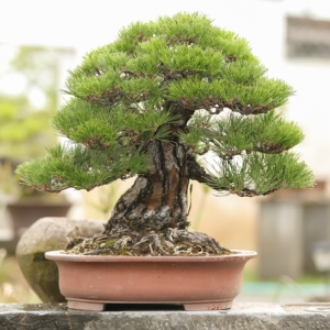 黑松盆景矮霸大树型日本进口百年老桩庭院观赏展品级万松草堂