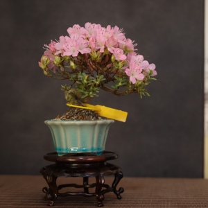 日本皋月杜鹃雾岛鹤翁粉色花极小叶临水造型一手托万松草堂