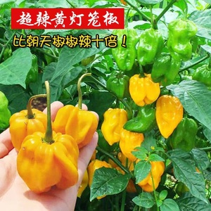 【现摘现发】特辣新鲜海南黄灯笼辣椒黄辣椒魔鬼辣变态辣变态辣