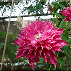 铁线莲 火焰一加仑 半重瓣品种爬藤阳台盆栽耐热绿植物美景无边