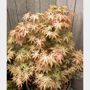 日本红枫 奶油桃子peachescream 进口枫树庭院花园植物观叶彩叶