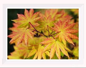 秋月 日本枫 进口红枫新品种 团扇叶白泽槭 阳台庭院室内盆栽枫树