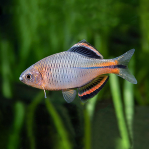 005人付款淘宝泉齐氏鱊冷水观赏鱼好养耐活泉州齐氏鱊鳑鲏鱼原生淡水