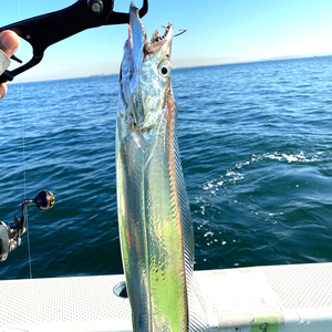 【东山岛海钓带鱼】东山岛海钓带鱼品牌,价格 - 阿里巴巴