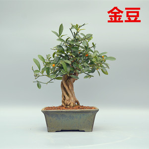 禅意日本矮霸金豆微型盆景盆栽实物老桩进口精品造型花果绿植常青