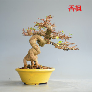 禅意日本进口精品香枫微型盆景盆栽实物老桩小叶原生小品绿植