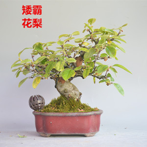 【日本木瓜盆景】日本木瓜盆景品牌,价格 - 阿里巴巴