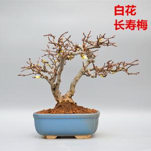禅意日本白花长寿梅微型盆景盆栽实物老桩进口花果绿植精品造型