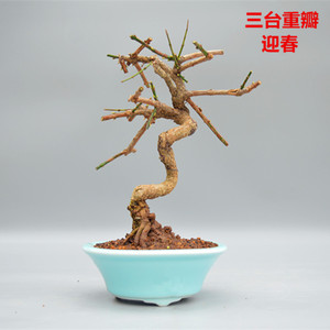 禅意三台重瓣迎春花微型盆景盆栽实物老桩精品造型绿植家居摆设