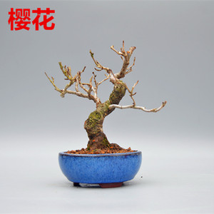 禅意日本矮霸富士樱花微型盆景盆栽实物老桩进口花果造型绿植精品