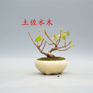 禅意日本矮霸土佐水木微型盆景盆栽实物小老桩进口精品造型蜡瓣花