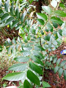 新鲜野生山黄皮 鸡皮果 五薯叶 臭黄皮叶 过山香 蕃仔香草