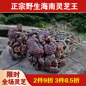野生灵芝王海南正品正宗小红芝赤芝干货整枝泡酒养生茶药材切片粉