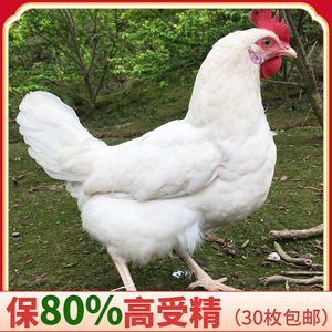 白蛋鸡种蛋受精蛋可孵化小鸡活苗海兰白灰京白罗曼粉来航土鸡蛋苗