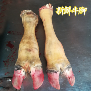 正宗农家散养黄牛牛脚新鲜黄牛蹄现宰牛蹄牛蹄子牛掌牛腿一份3斤