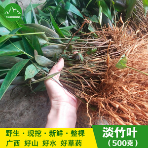 mkxiong66淘宝正品中草药新鲜竹叶草野生多穗缩箬