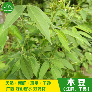 现摘新鲜木豆叶 出水豆儿童洗澡树黄豆中草药三叶豆 新晒木豆枝叶