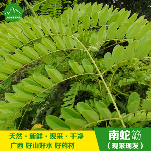 南蛇簕 苦石莲 石莲子中草药 新鲜老鸦枕头猫爪簕喙荚云实 洗生蛇
