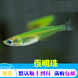 绿色荧光鳉 荧光鱼 夜明珠灯鱼 水母鱼 热带鱼 观赏鱼 新灯鱼