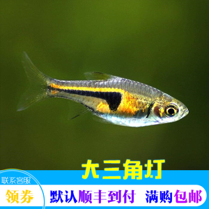大三角热带鱼
